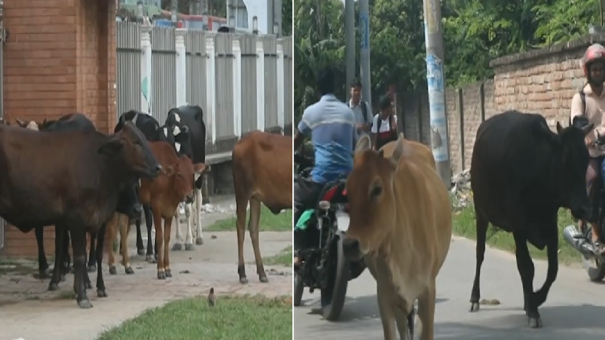 মেহেরপুরে ‘গরু আতঙ্ক’, কঠোর পদক্ষেপ কর্তৃপক্ষের