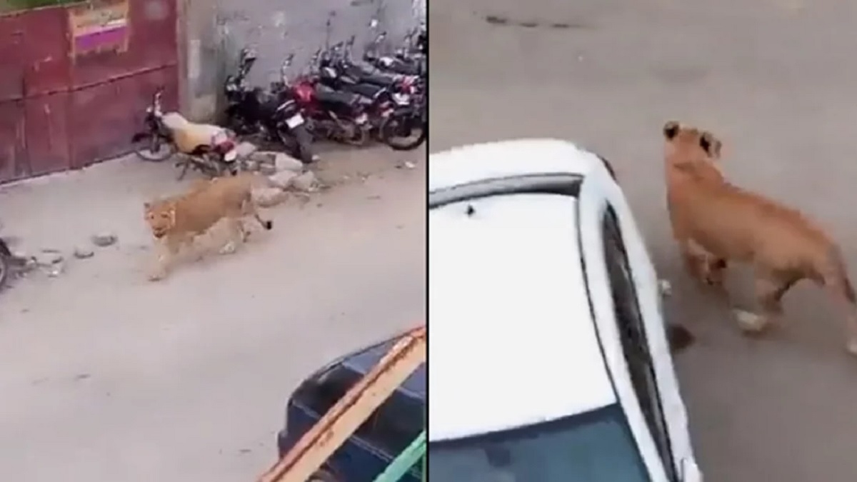 করাচির লোকালয়ে ঘুরে বেড়াচ্ছে সিংহ