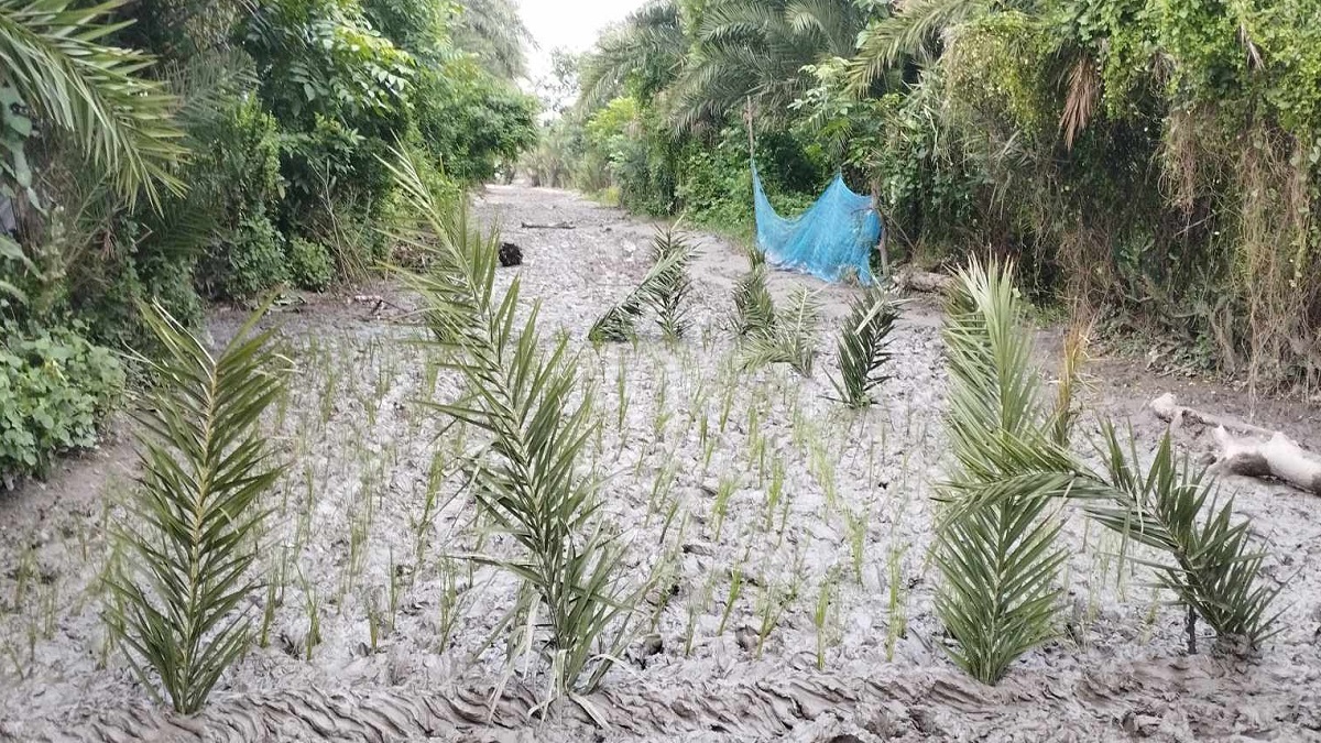 কাঁচা রাস্তায় দুর্ভোগ, ধান রোপণ করে প্রতিবাদ গ্রামবাসীর