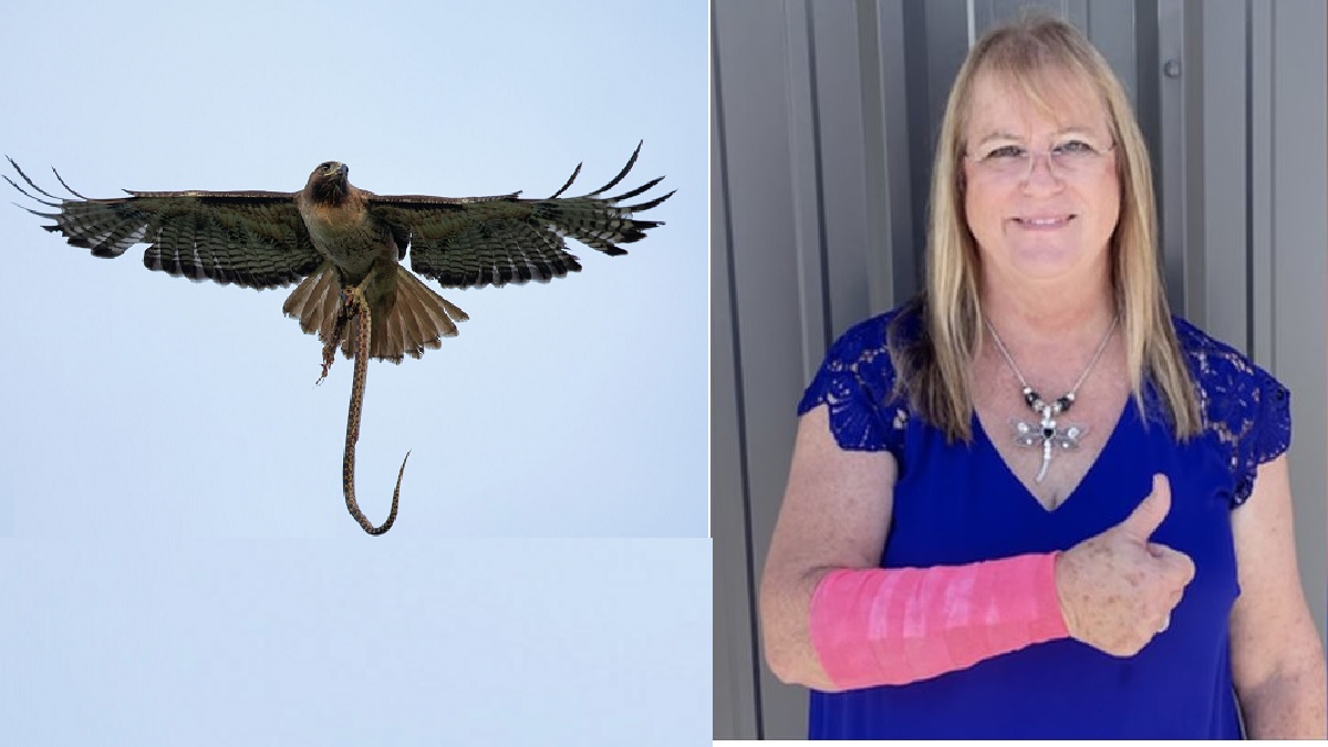 বাজপাখি ও সাপের ‘যুগপৎ’ আক্রমণে গুরুতর আহত টেক্সাসের এক নারী