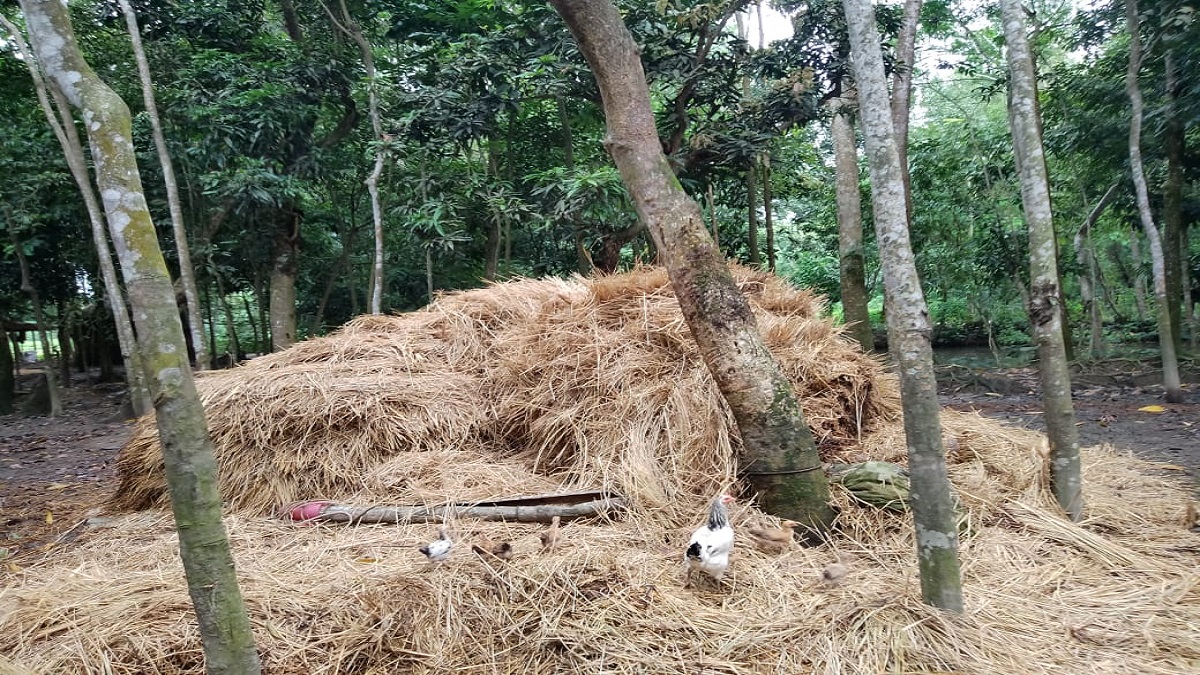 ফেনীতে খড়ের গাদার চাপায় দুই শিশুসহ মায়ের মৃত্যু