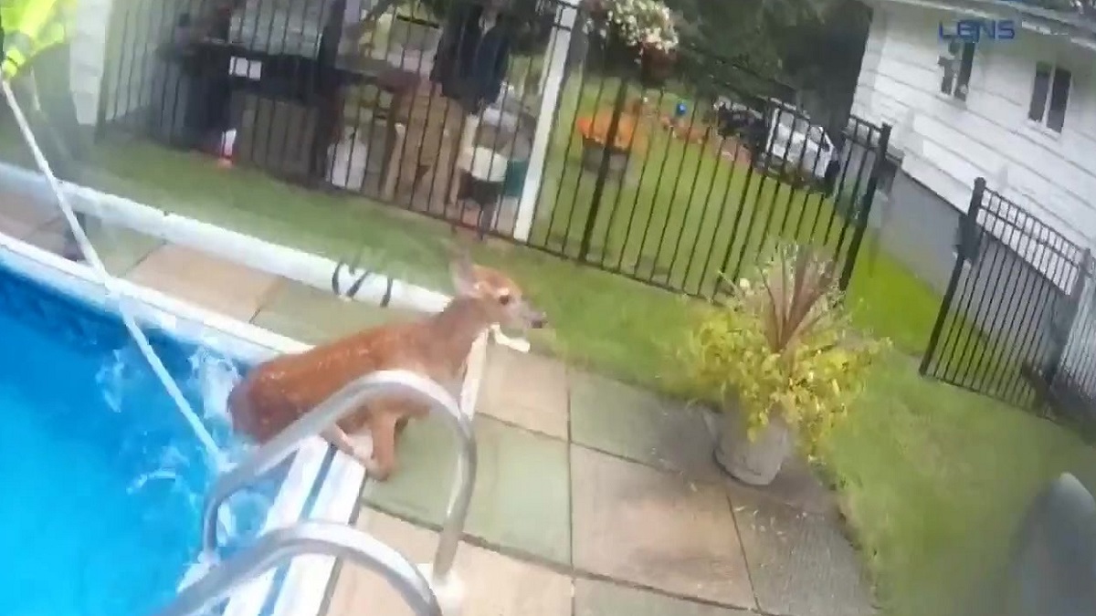 অভয়ারণ্য থেকে বেরিয়ে সুইমিংপুলে আটকা হরিণ, পুলিশি অভিযানে উদ্ধার