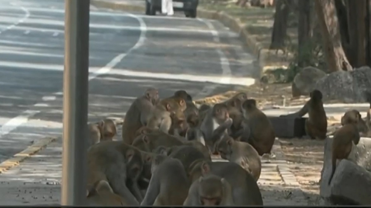 নয়া দিল্লিতে বানরের অসহনীয় উৎপাত বন্ধে ‘মানকি ম্যান’ নিয়োগ