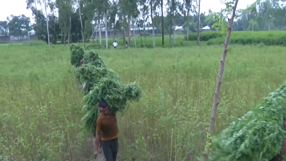 একসময়ের শোষণের নীলচাষেই এখন সমৃদ্ধি বাড়ছে কৃষকদের