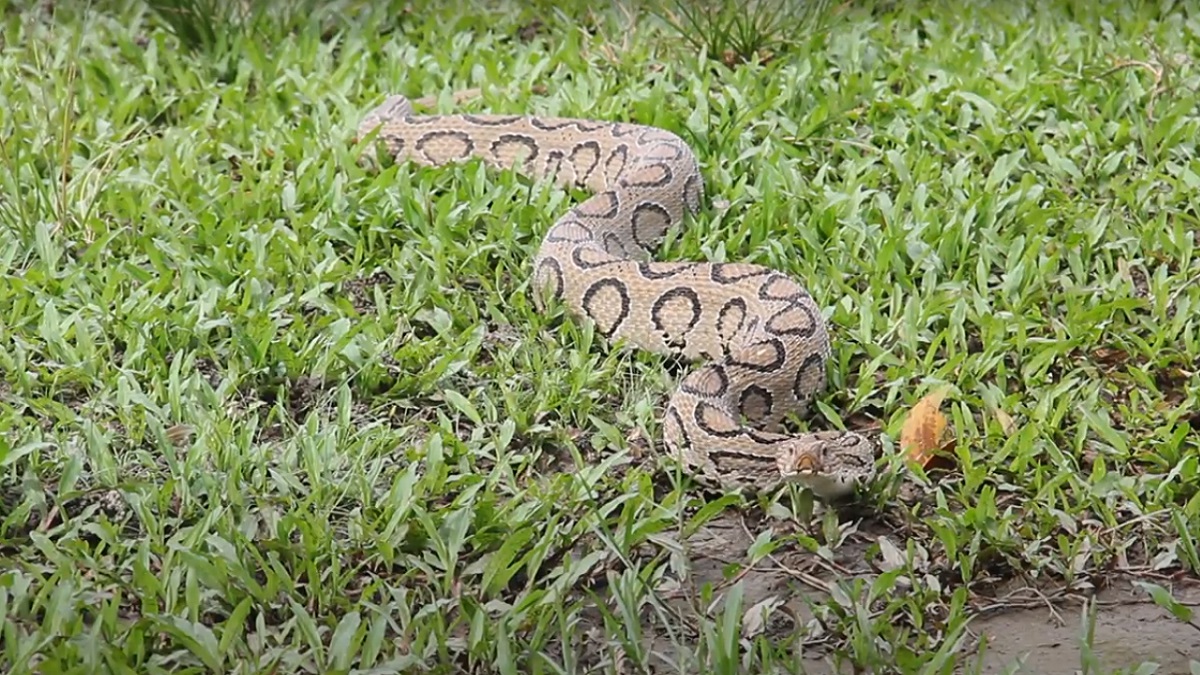 পাবনায় জালে আটকা পড়লো রাসেল ভাইপার