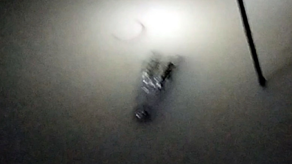 ফরিদপুরে ভুবনেশ্বর নদে ভাসছে কুমির, এলাকায় আতঙ্ক