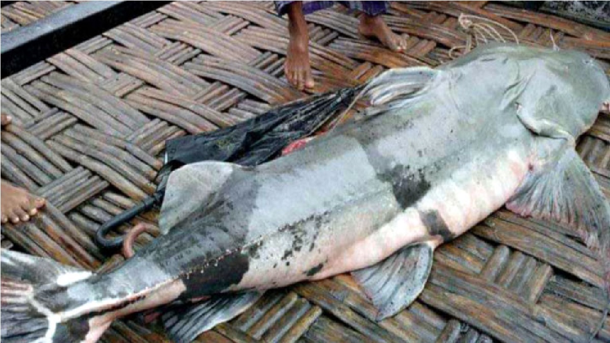 একটি বাঘাইড় মাছের দাম ৭০ হাজার টাকা!