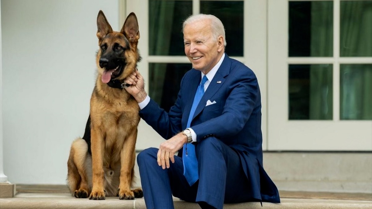 সিক্রেট এজেন্টকে কামড়ে হোয়াইট হাউসছাড়া হলো বাইডেনের কুকুর ‘কমান্ডার’
