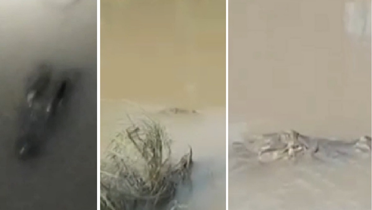 ফরিদপুরে কুমির আতঙ্ক, আপাতত নদে নামা নিষেধ স্থানীয়দের