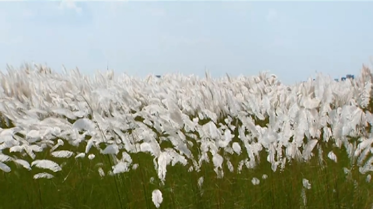 কাশফুলের সাদায় মায়ার হাতছানি, কোলাহলের মাঝেও ক্ষণিকের স্বস্তি