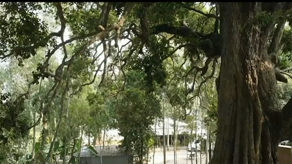 ‘খিরির গাছ’ থেকে ‘বৃক্ষমানিক’, কৌতূহলের শেষ নেই এলাকাবাসীর