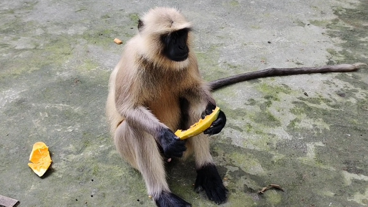শরীয়তপুরের লোকালয়ে মুখপোড়া হনুমান