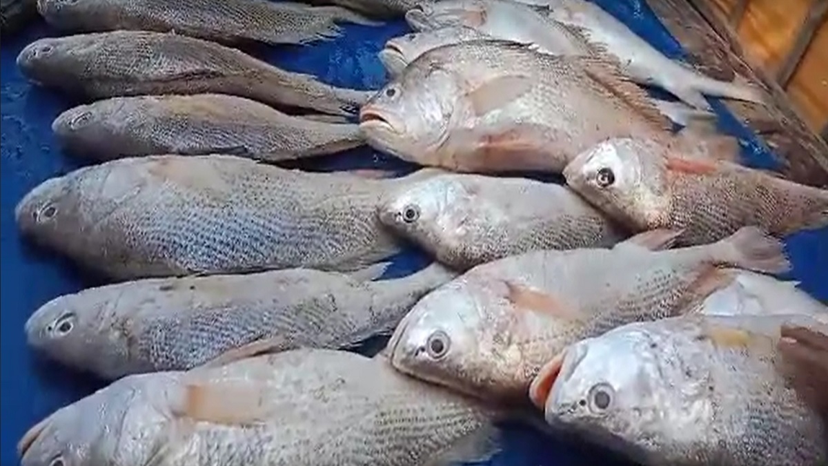 সুন্দরবনে লক্ষাধিক টাকায় বিক্রি হলো ১৬ পিস জাভা ভোল মাছ