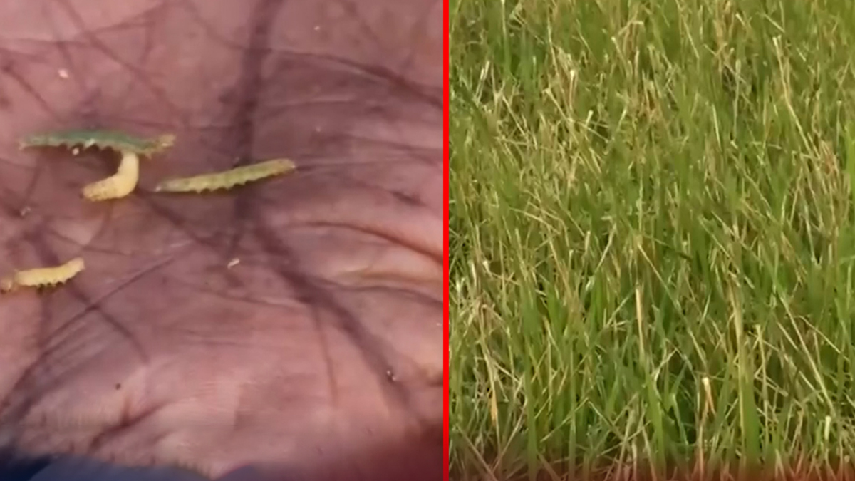 জলবায়ুর প্রভাবে নতুন ৪ পোকার উপদ্রব, ফসল বাঁচাতে অতিরিক্ত কীটনাশক ব্যবহার