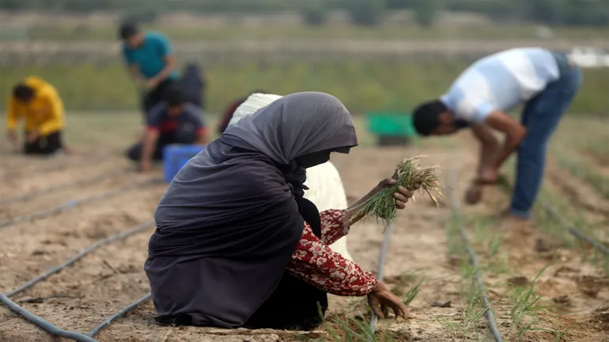 খাবারের অভাবে অপরিপক্ক ফসল কেটে ফেললেন ফিলিস্তিনিরা