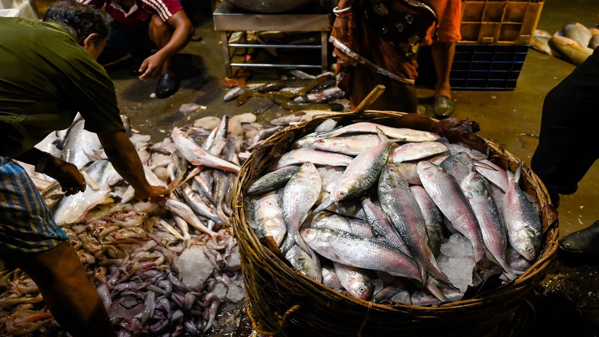কমছে না ইলিশের দাম, সিন্ডিকেটকে দায়ী করছেন ভোক্তারা