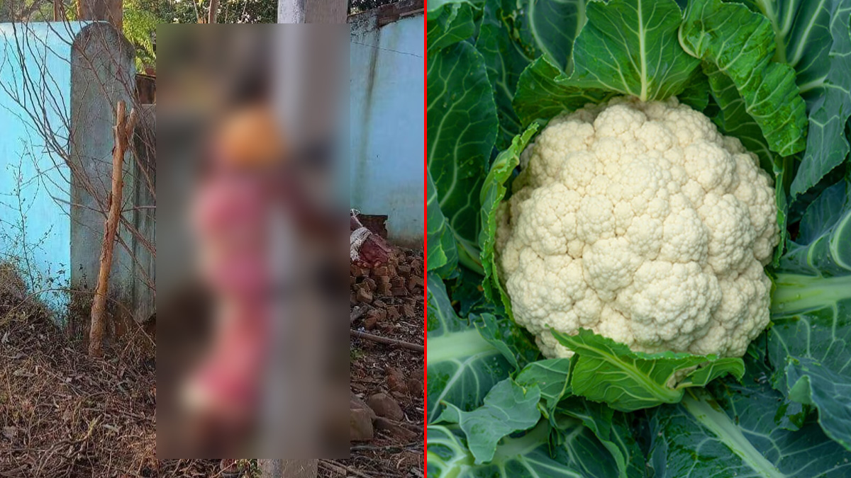 ফুলকপি চুরির অভিযোগে বৃদ্ধা মাকে খুঁটিতে বেঁধে নির্যাতন, গ্রেফতার ছেলে