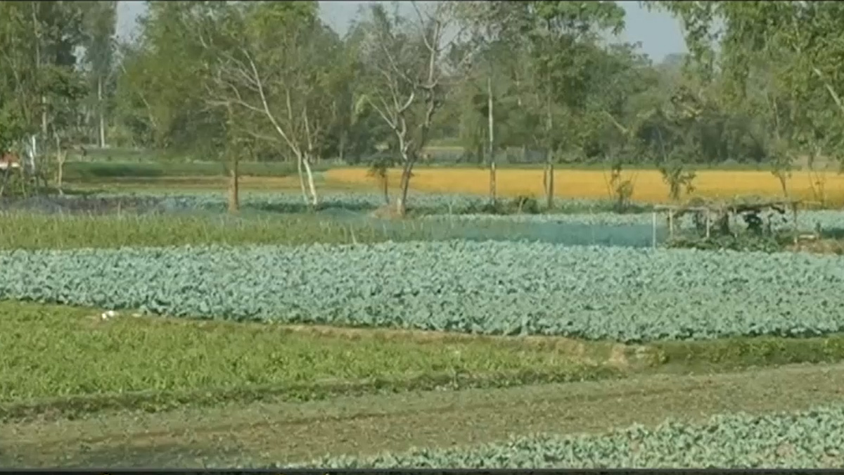 শুকনো নদীতে চাষাবাদ করছে কুড়িগ্রামের মানুষ, মিলছে সাফল্য