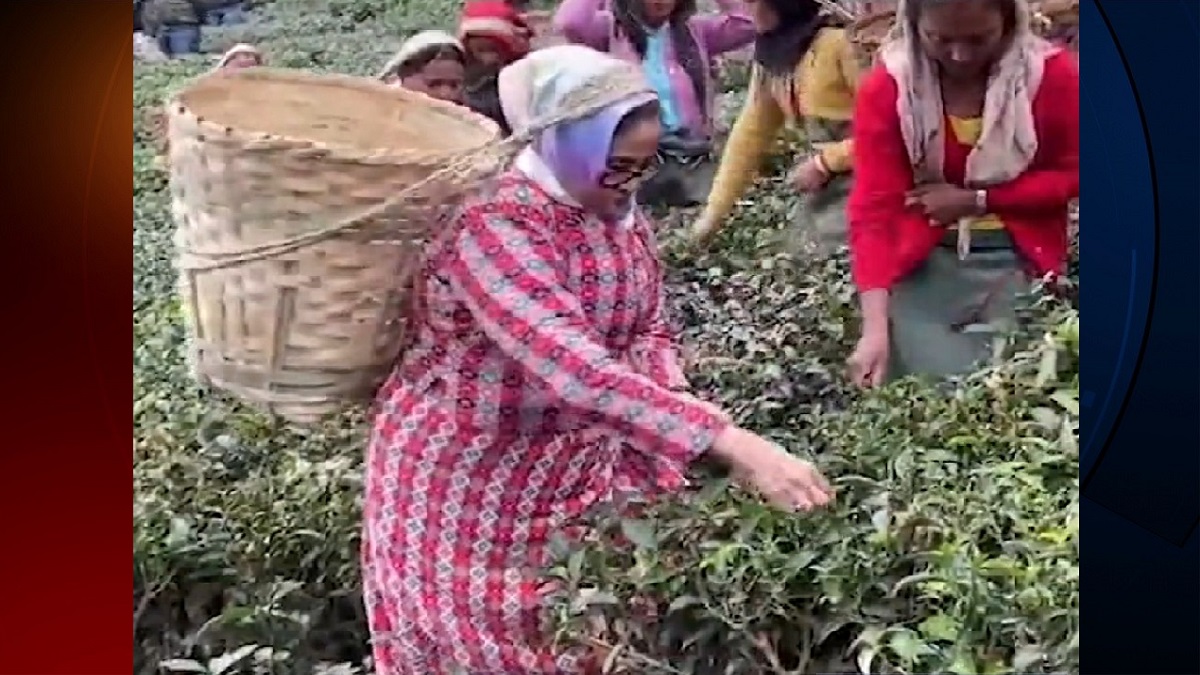 শ্রমিক সেজে চা পাতা তুললেন মুখ্যমন্ত্রী মমতা