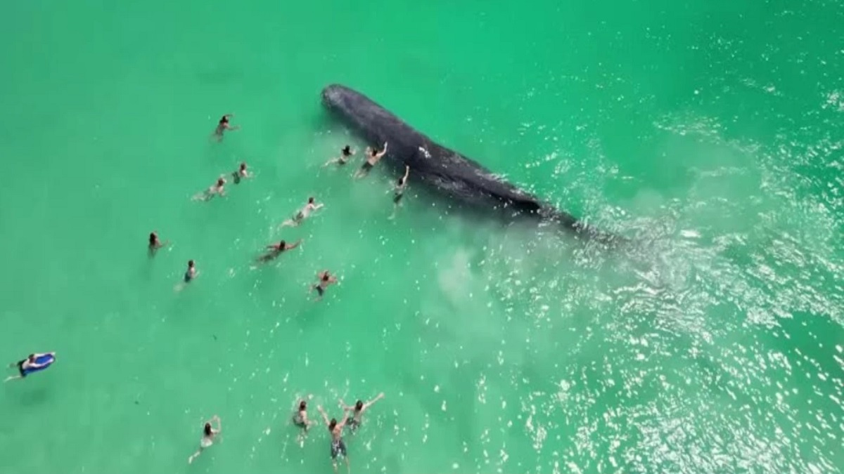 পর্যটকদের সাঁতারের সঙ্গী এক বিশাল তিমি