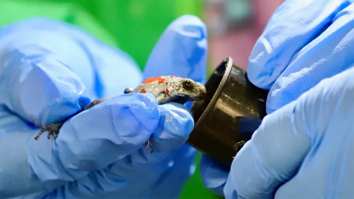 টিনের বাক্সে পাচার করা হচ্ছিল ১৩০টি বিরল বিষধর ব্যাঙ