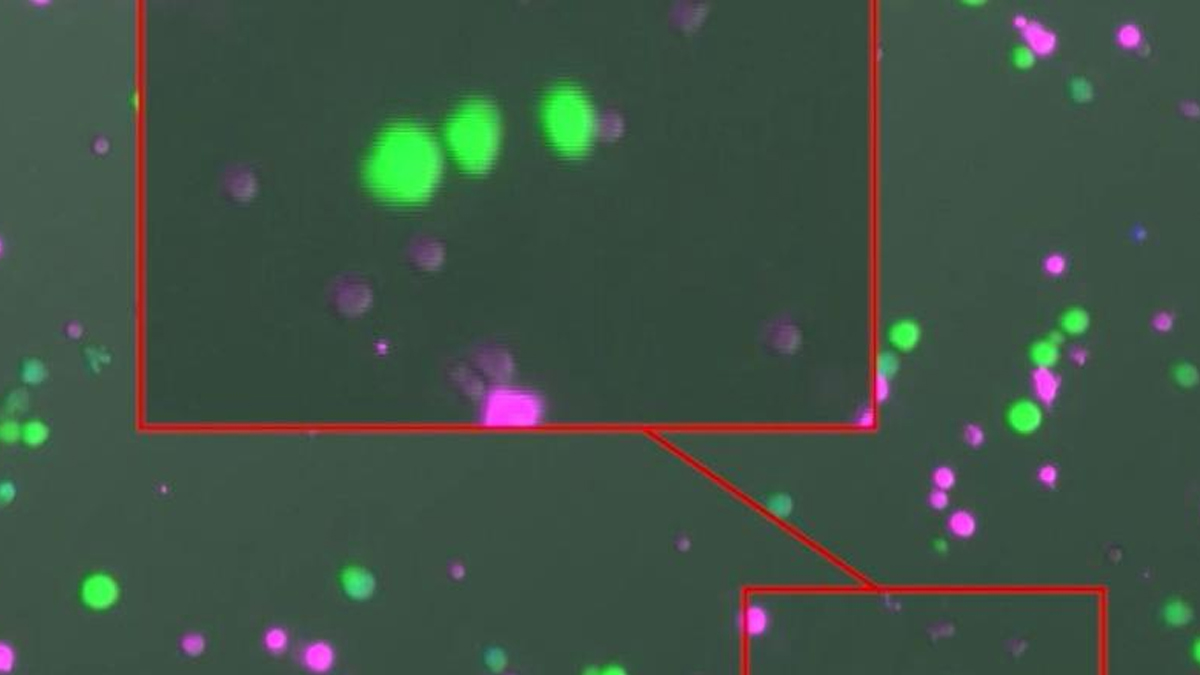 গবেষণায় মানবদেহে ক্যানসার নির্মূলের প্রতিষেধকের সন্ধান
