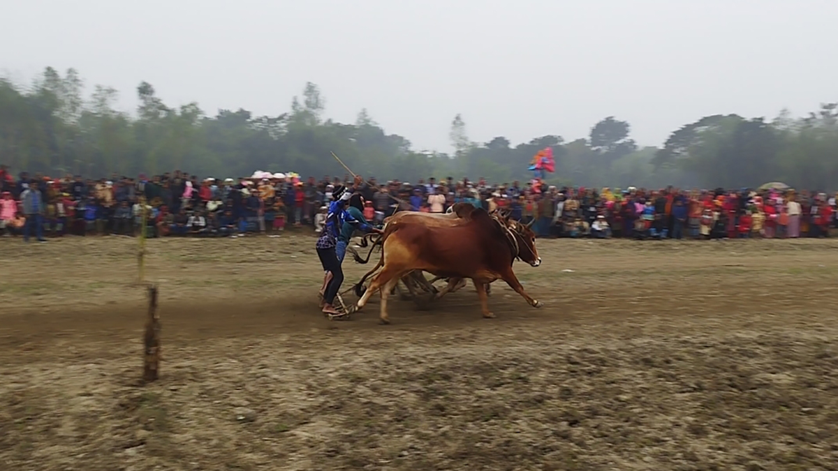 ষাঁড়ের মই দৌড় দেখতে জামালপুরে জনতার ঢল