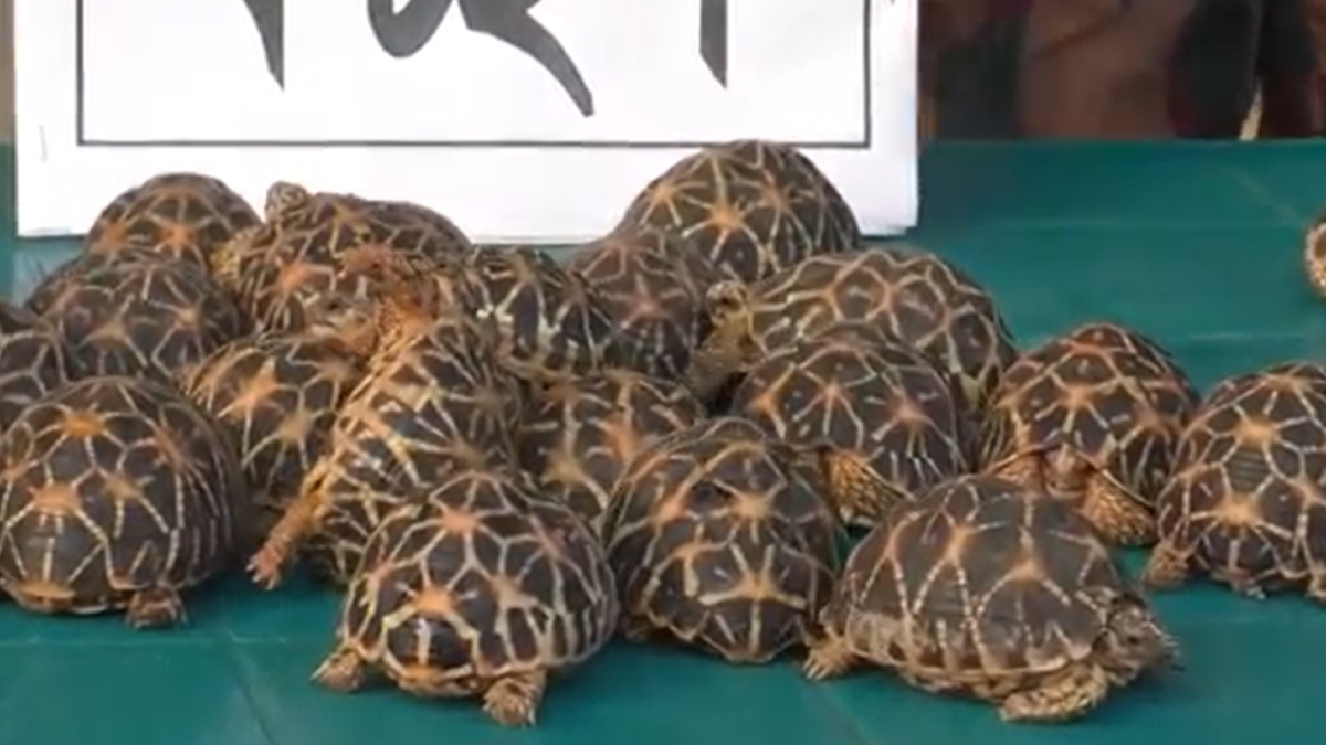 মহেশপুর সীমান্ত থেকে ৪০টি বিরল প্রজাতির কচ্ছপ উদ্ধার