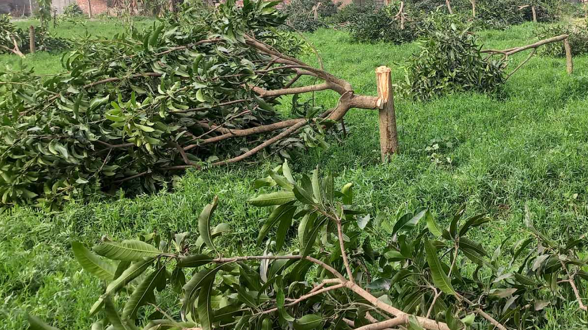 আম গাছের সাথে এ কেমন ‘শত্রুতা’