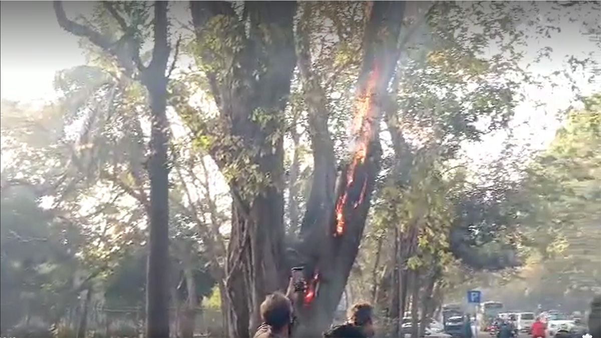 রমনা পার্ক সংলগ্ন গাছে আগুন