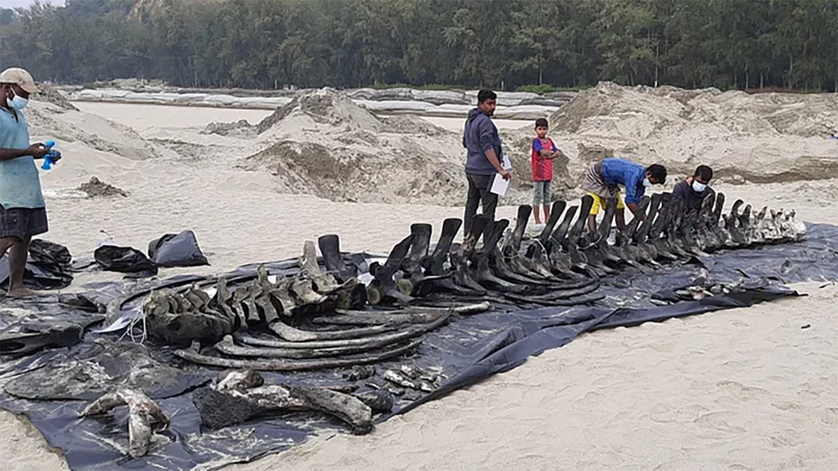 প্রায় ৩ বছর পর তোলা হলো পুঁতে রাখা তিমির কঙ্কাল