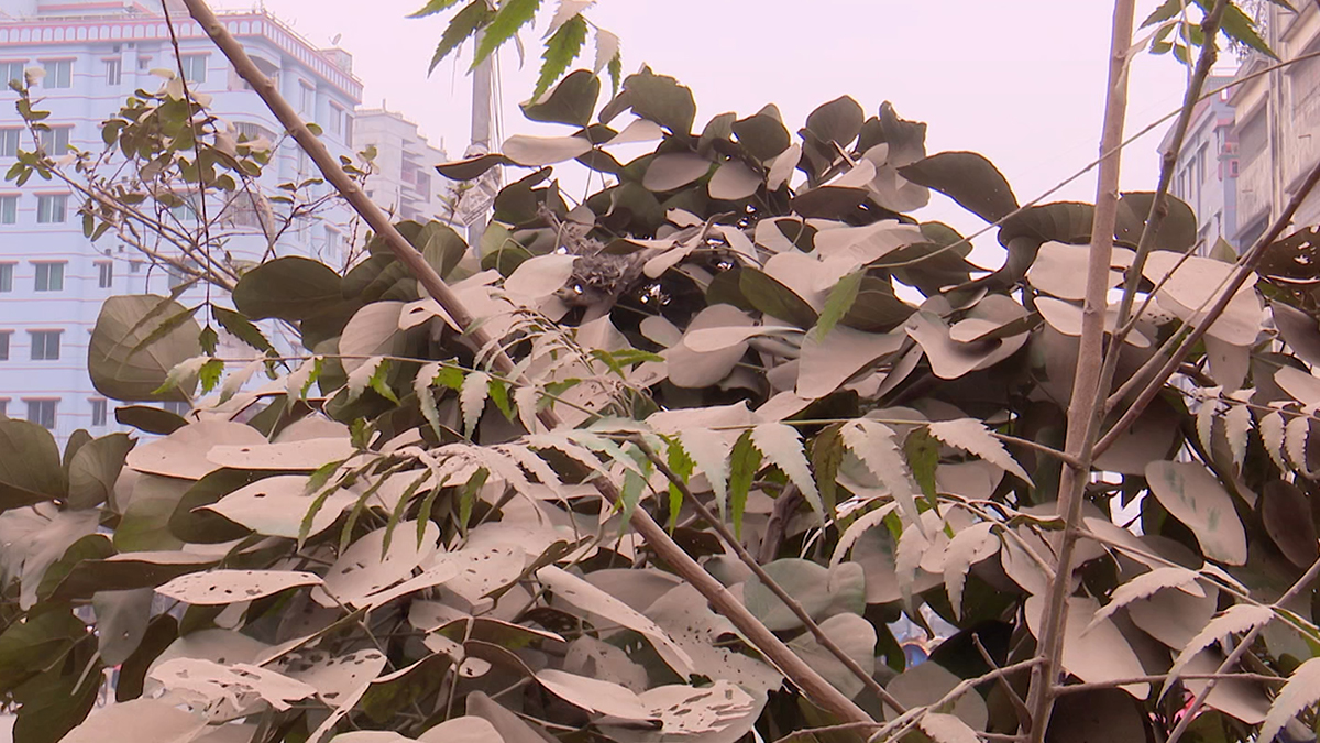 রাজধানীতে ধুলা আর বায়ুদূষণে বৃক্ষের জীবনচক্র সংকটে