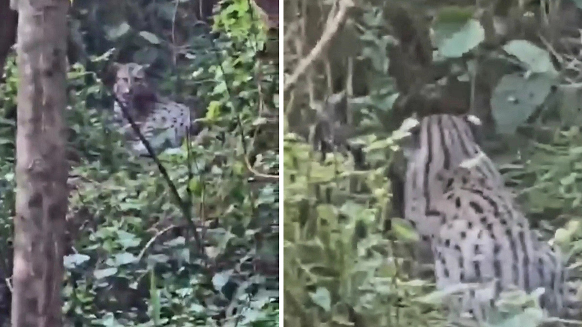 বাউফলে চিতাবাঘ সদৃশ প্রাণী, আতঙ্কে এলাকাবাসী