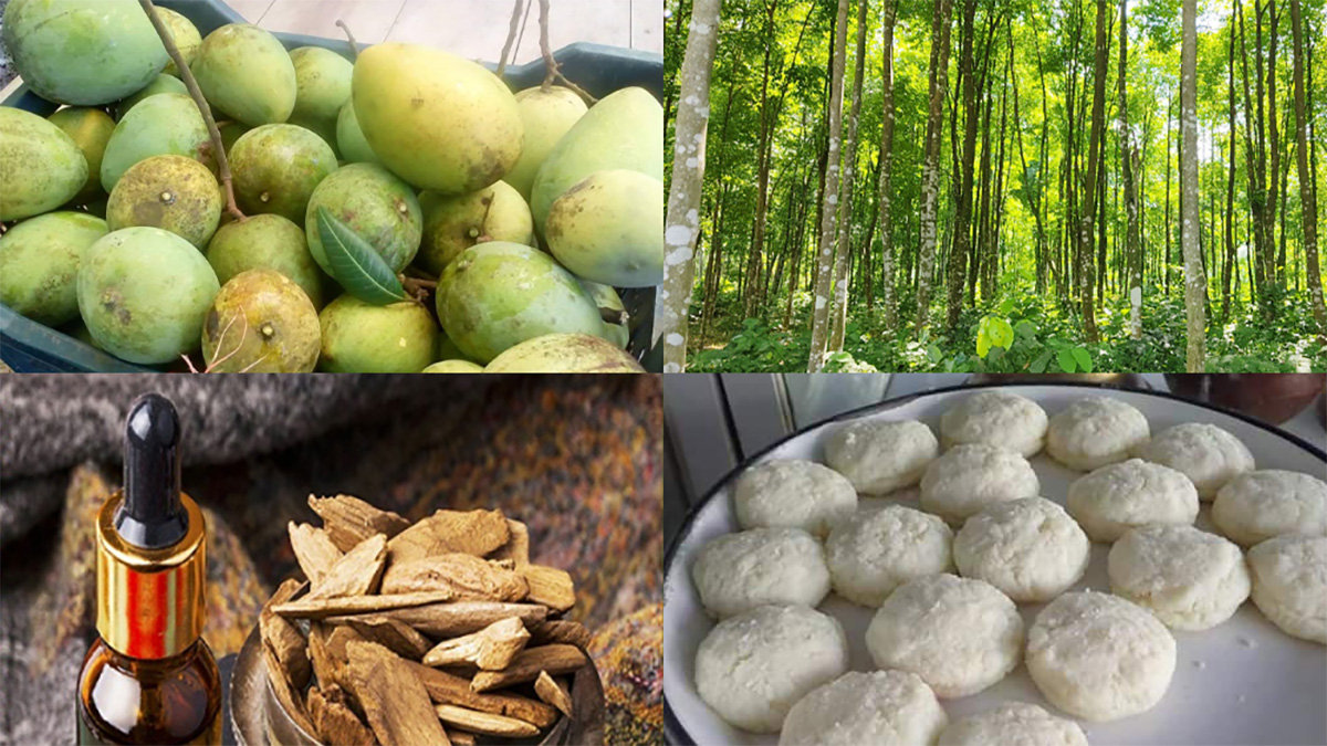 জিআই অনুমোদন পেলো আরও ৪ পণ্য