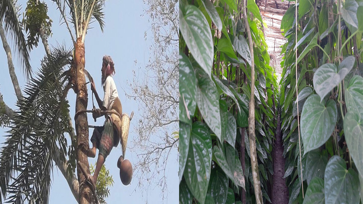 জিআই হিসেবে তালিকাভুক্ত হলো দেশের আরও তিনটি পণ্য