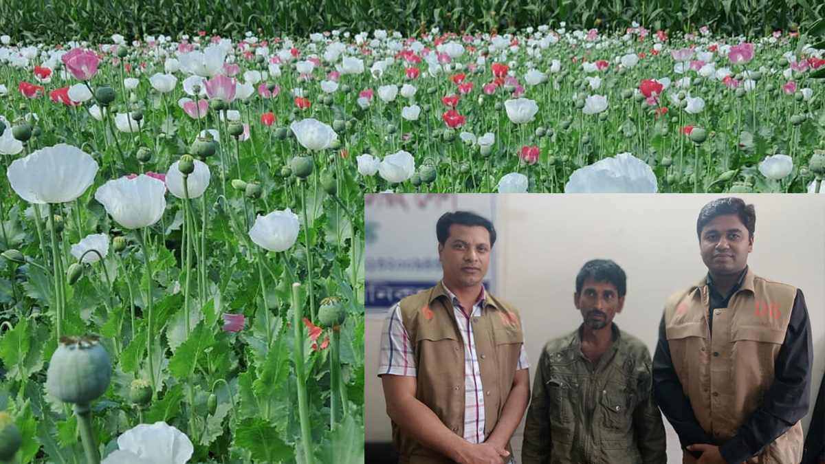 ভূট্টা ক্ষেতের আড়ালে আফিম চাষ, কৃষক আটক