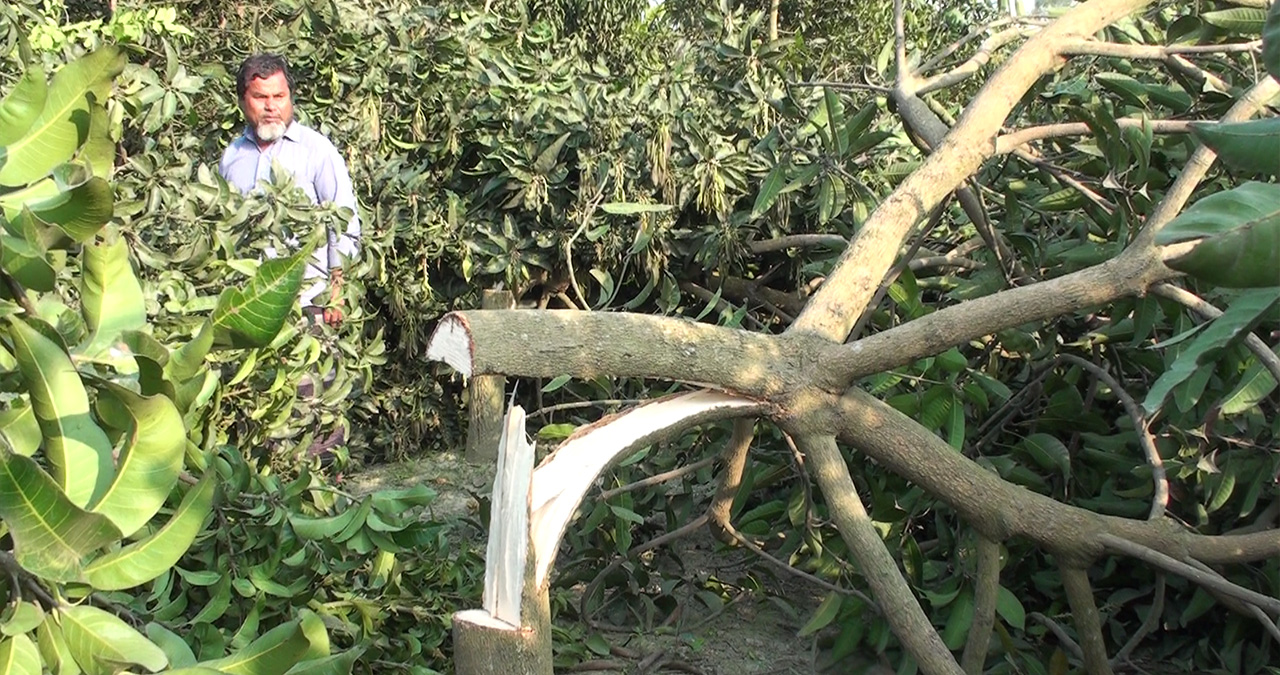 গাছের প্রতি এ কেমন নির্মমতা!