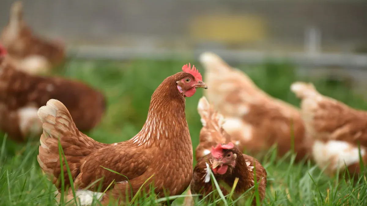 কিউবায় হিমাগার থেকে চুরি ১৩৩ টন মুরগির মাংস