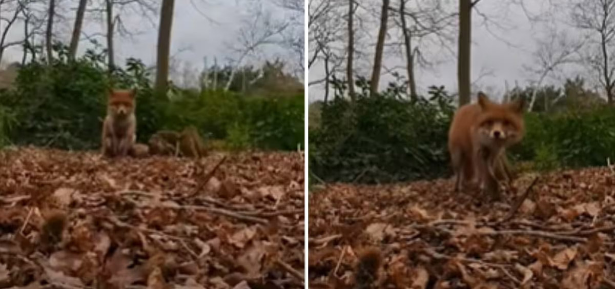 ফোন নিয়ে পালালো শিয়াল !