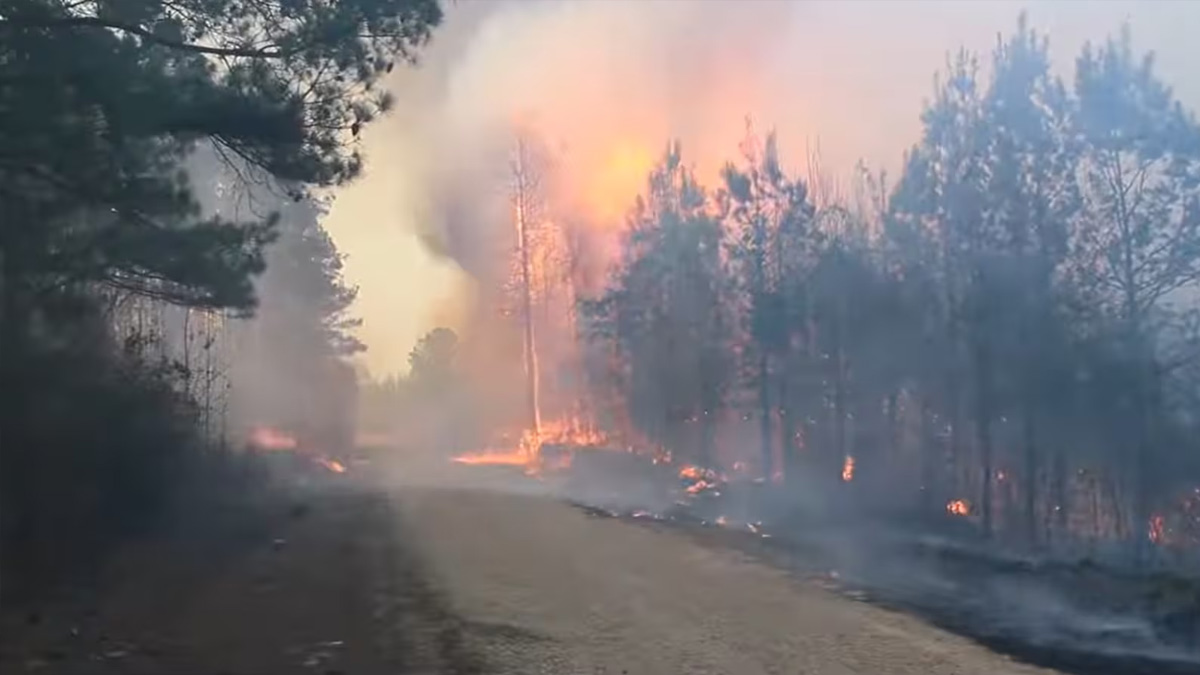 ভয়াবহ দাবানলের কবলে মিসিসিপি