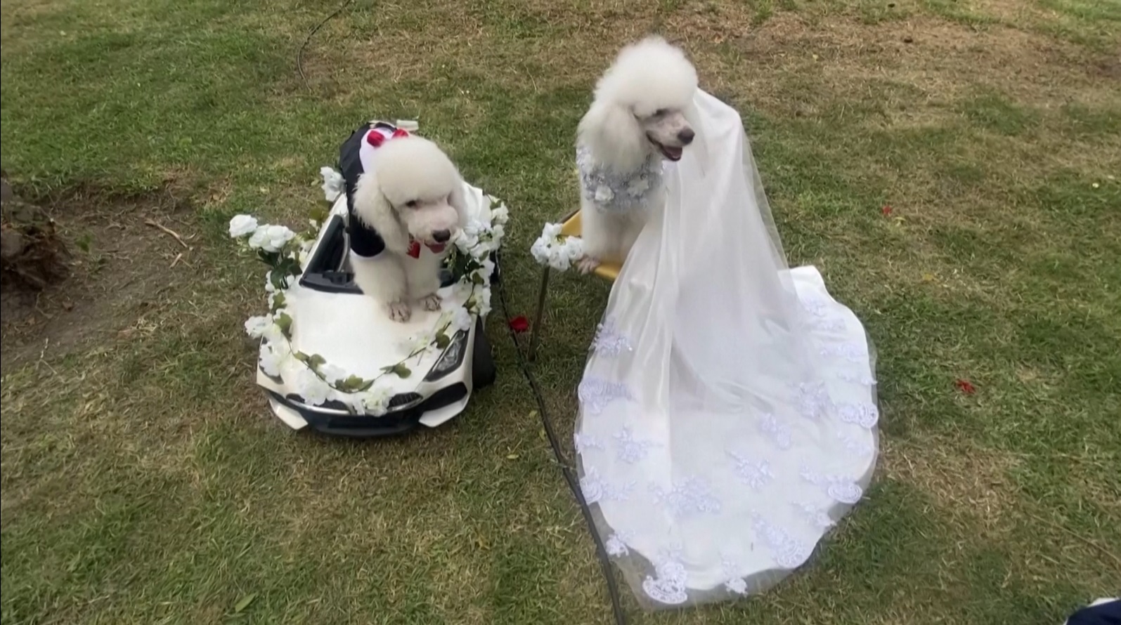 পেরুতে অনুষ্ঠিত হলো কুকুরের গণবিয়ে