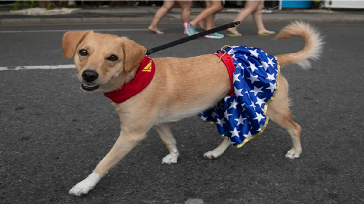 রিও ডি জেনেরিওতে ‘পুচ প্যারেড’