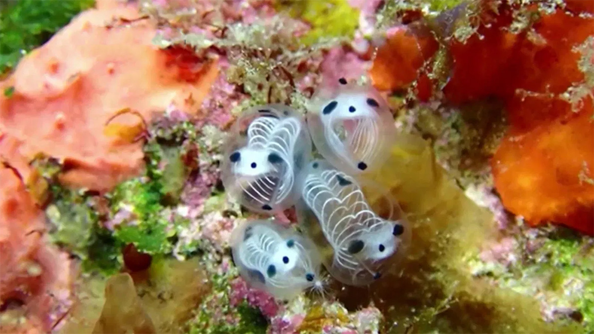 ‘স্কেলেটন সি স্কুইর্ট’, জাপানে অদৃষ্টপূর্ব এক প্রাণী