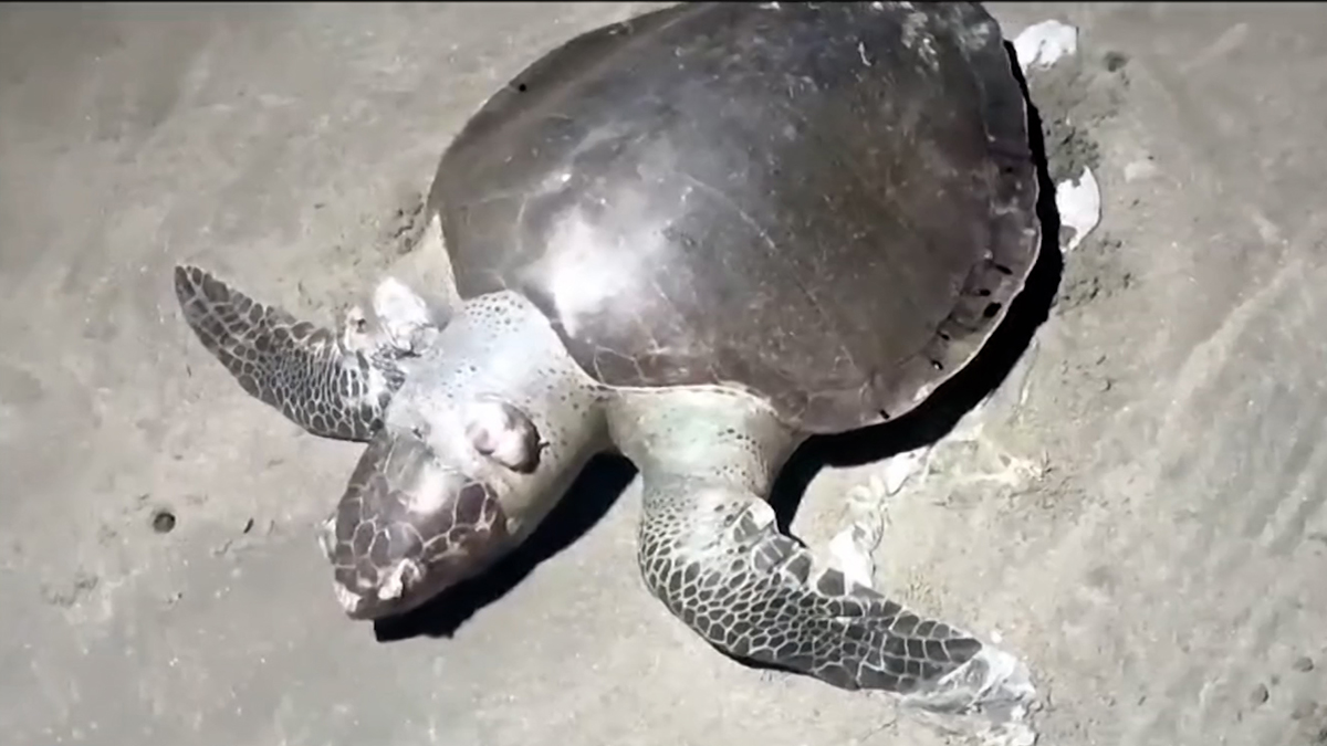 কক্সবাজার সৈকতে ভেসে এলো আরও ৫ মৃত কচ্ছপ