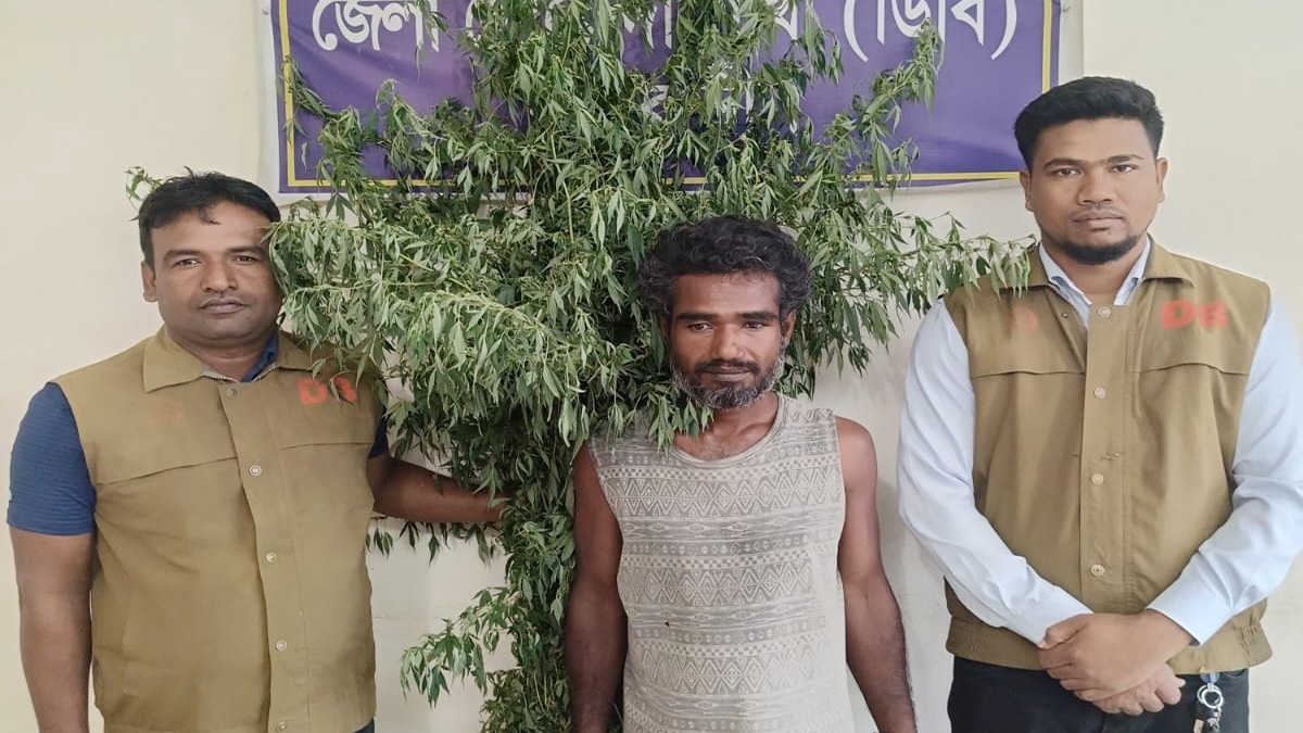 বসতঘরের সামনে গাঁজার চাষ, গাছসহ আটক ব্যবসায়ী