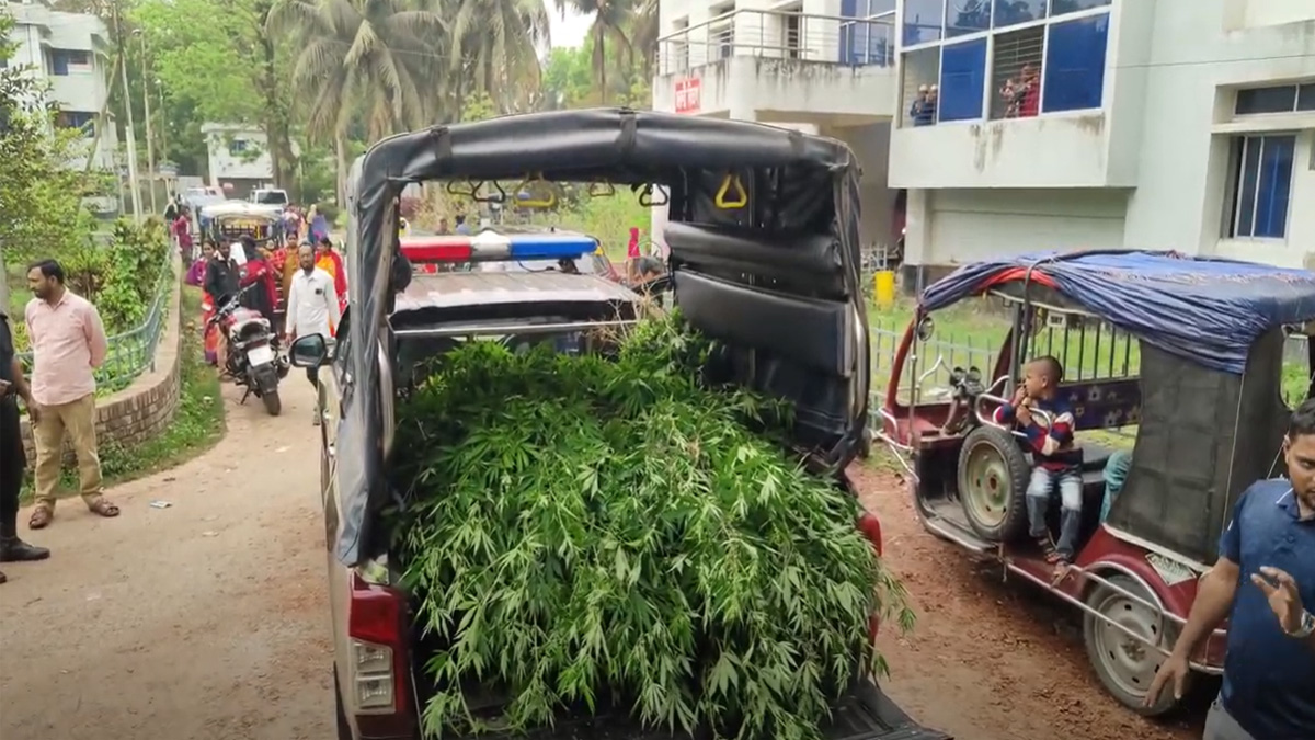 গোপালগঞ্জে উপজেলা স্বাস্থ্য কমপ্লেক্স চত্বরে গাঁজা গাছের বাগান