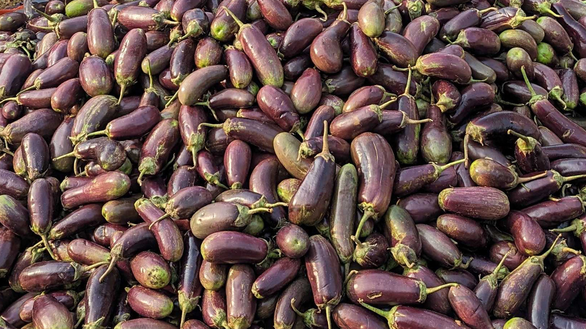 বগুড়ায় পাইকারিতে বেগুনের কেজি আড়াই টাকা!
