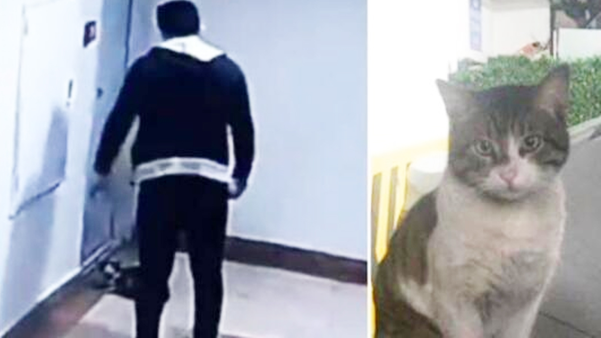 বিড়াল হত্যাকারীকে মুক্তি দেওয়ায় উত্তাল তুরস্ক