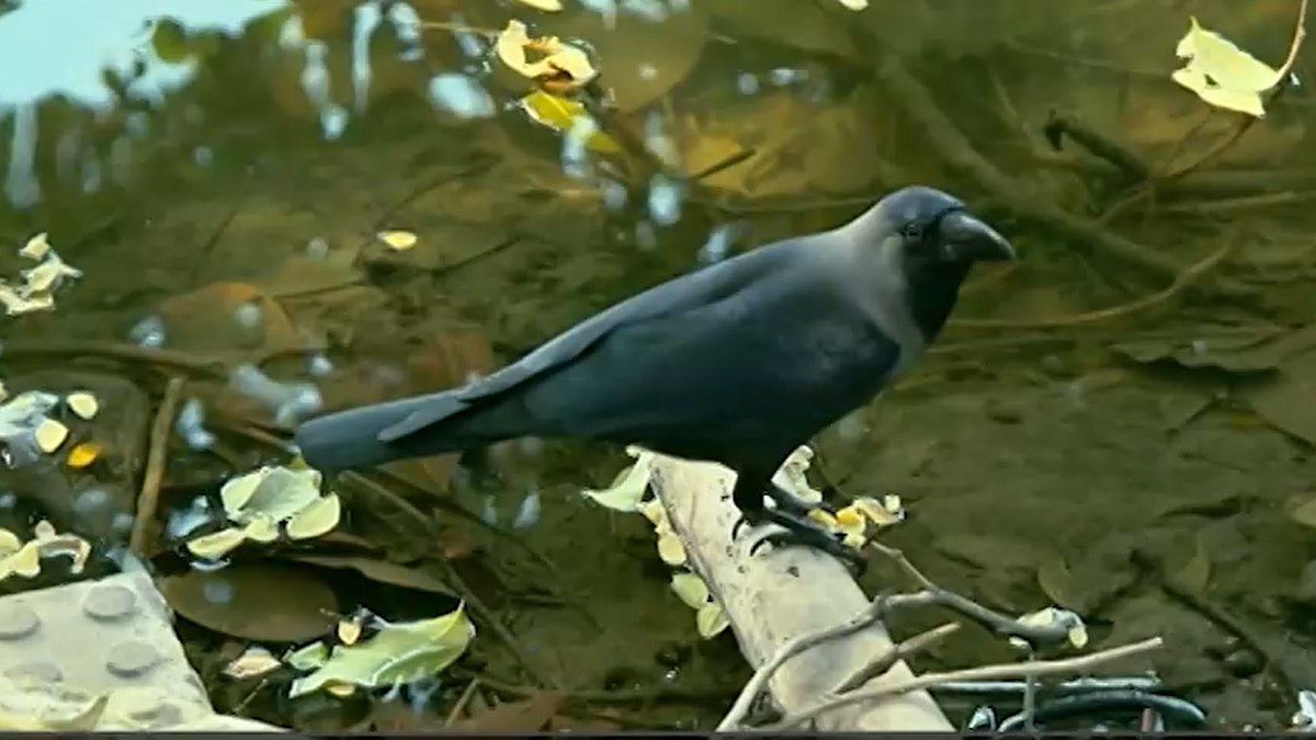 শহরের সব কাক যাচ্ছে কোথায়?