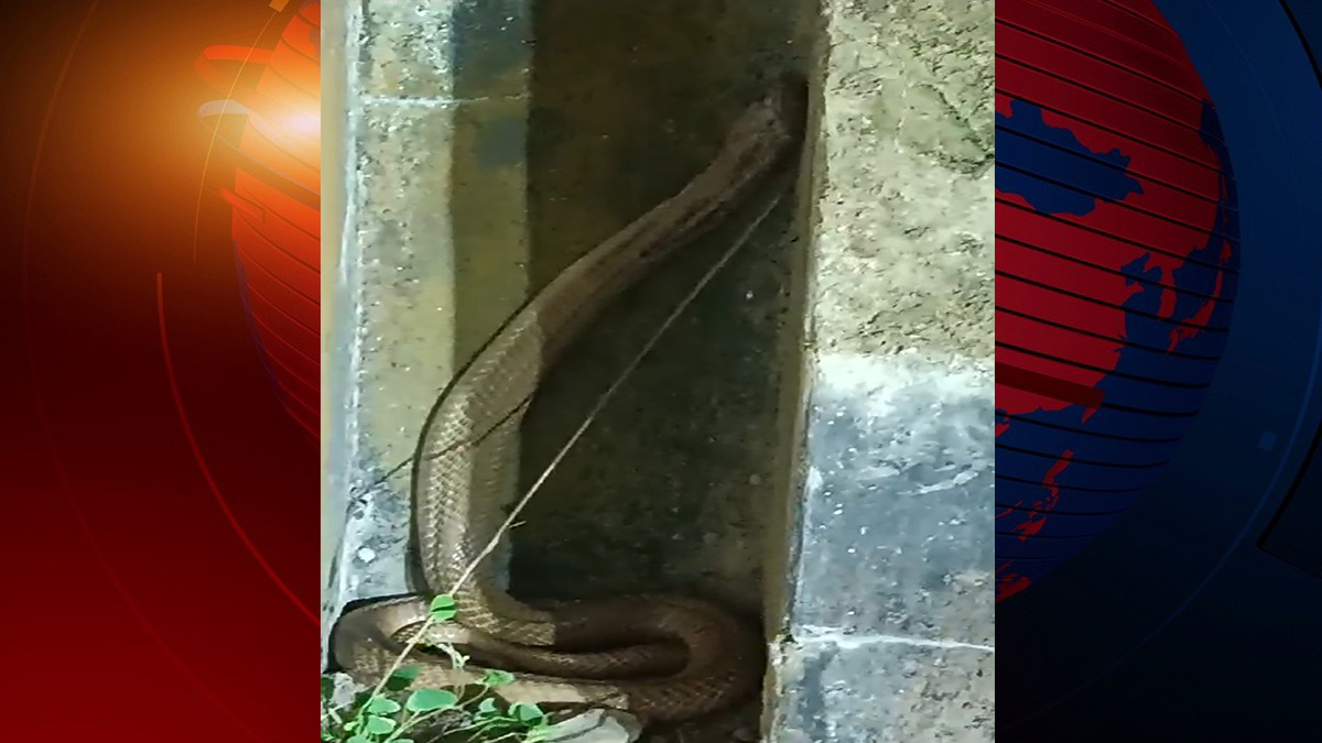 সাপ আতঙ্কে পুলিশ, সাপুড়ে ডাকলেন ওসি